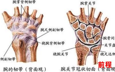 蚀骨,蚀骨：解析人类骨骼中的奥秘