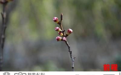 今年花胜去年红全文免费阅读小说(今年花胜去年红：全文免费阅读)